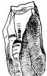 Tafel XI: Kap. 14, 16, 17, Fig. 182-211 ...