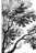Abb. [8]:  Die Belagerung ... from