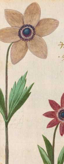 Gartenblumen (82r)

