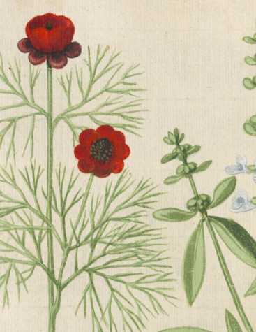 Gartenblumen (122r)
