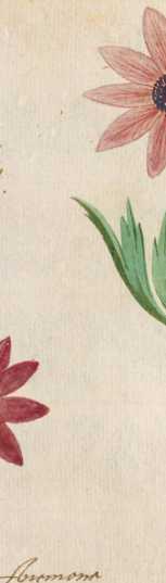Gartenblumen (82r)
