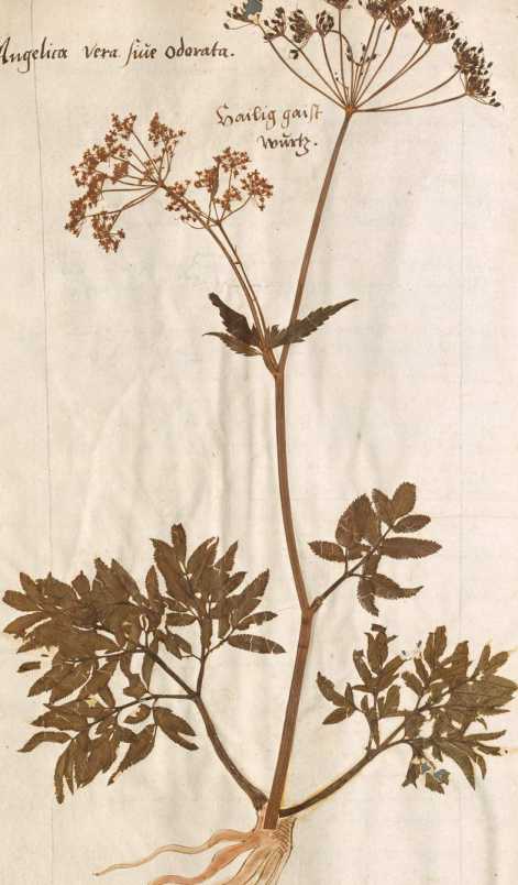 Getrocknete Kräuter Angelica vera (170v...