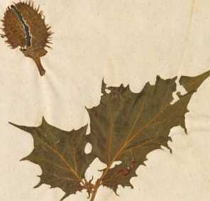 Getrocknete Kräuter Stechapfel ... din