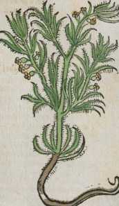 Figura de