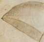 Maske des Francesco da Carrara (34v )
