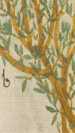 Thymian mit Haifischei (91r )

