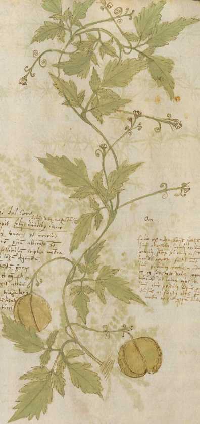 Alkekengi del Coro (Physalis alkekengi, ...