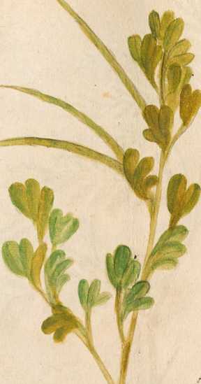 Bockshornklee mit Raupe (134r )
