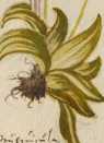 Kräuter, Gesträuch und Bäume Europas und auch der Neuen Welt.Drittes Konvolut (230r )

