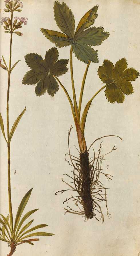 Kräuter, Gesträuch und Bäume Europas und auch der Neuen Welt.Fünftes Konvolut (258r )
