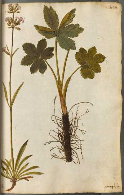 Kräuter, Gesträuch und Bäume Europas ... din