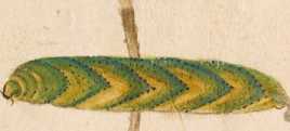 Bockshornklee mit Raupe (134r )
