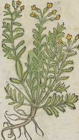 Figura da