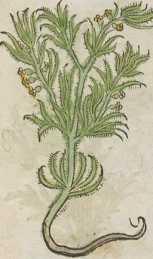 Figura de