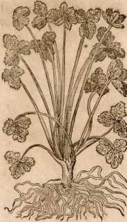 Figura din