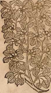 Figura da