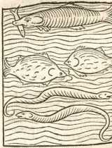 Figura din