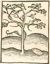 Figura din