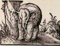 Elephas, Helfandt. (15)
