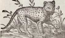 Vom Leopart oder Pantherthier. (31)
