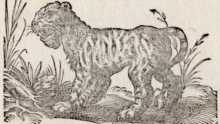 Von dem Tigerthier. (35)
