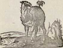 Von dem Camelpard. (43)
