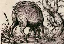 Vom wilden Schwein. (67)
