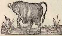 Vom Stier. (79)
