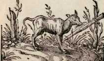Vom Kalb. (85)
