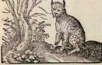 Vom Luchs. (87)
