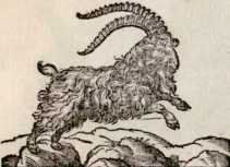 Vom Steinbock. (117)
