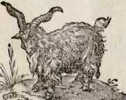 Vom Geyßbock. (119)
