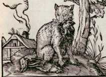 Vom Fuchs. (131)
