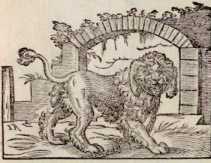 Von Hunden. (137)
