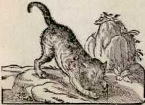 Von der Katzen. (151)
