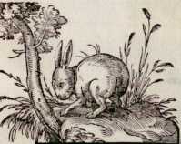 Von dem Königle oder Caninichen. (159)

