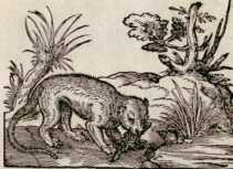 Von dem Otter. (175)
