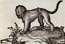 Von den Meerkatzen. (181)
