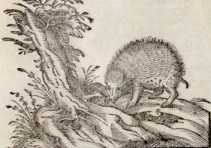 Von dem Igel. (189)

