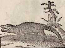 Vom Crocodil. (194)
