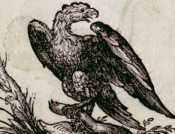 Vom Adler. (197)
