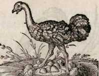 Von dem Straussen. (198)
