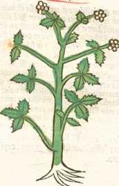 Figura de