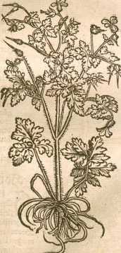 Figura din