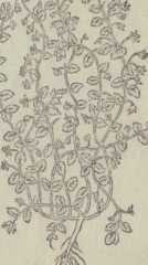 Figura din