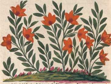 Miniatur 177: Blühender Strauch ... uit