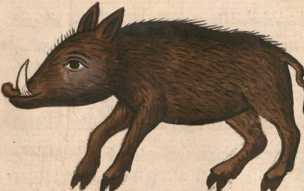 Miniatur 251: Wildschwein dans
