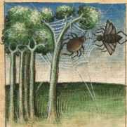 Miniatur:Spinne und Fliege (#)
