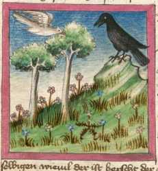 Miniatur:Rabe und Taube (#)
