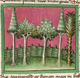 Miniatur:Feigenbaum und 4 Bäume vor ein...